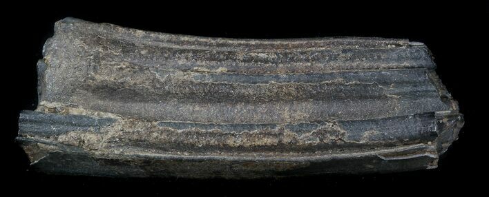 Pleistocene Aged Fossil Horse Tooth - Florida #36039